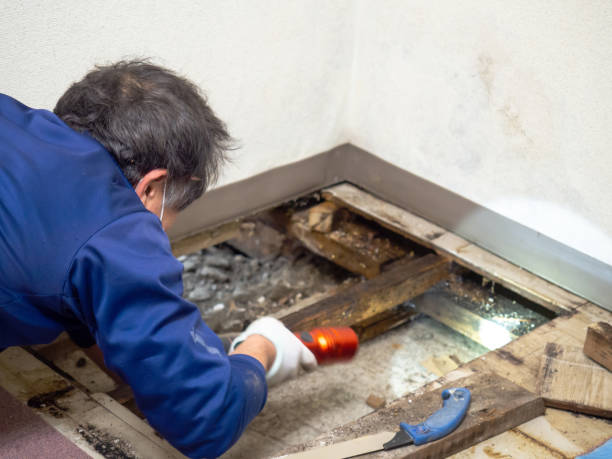 Best Kitchen Mold Remediation in Jeanerette, LA