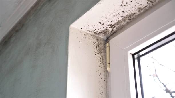 Best Crawl Space Mold Remediation in Jeanerette, LA