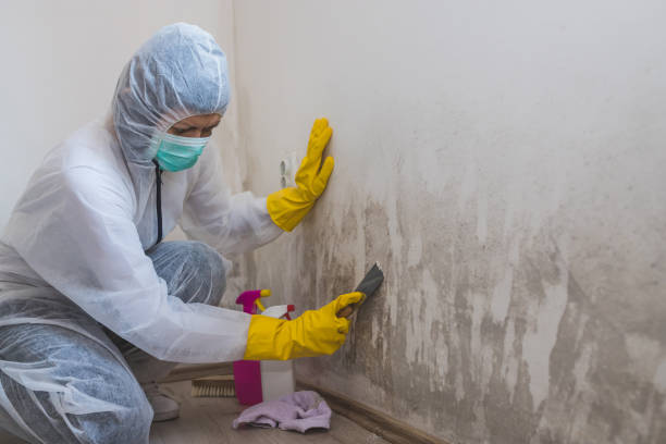 Best Emergency Mold Remediation in Jeanerette, LA
