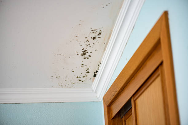 Best Residential Mold Remediation in Jeanerette, LA